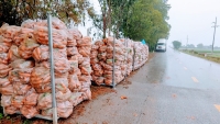 Cà rốt của Hải Dương được xuất khẩu lại sang thị trường Hàn Quốc