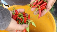 Thông tin Trung Quốc ngừng nhập khẩu ớt Việt Nam là giả mạo