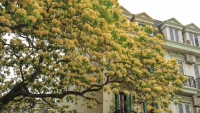 Hà Nội: Bất ngờ cây hoa bún 300 năm tuổi nở vàng rực giữa phố