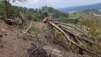 Lâm Đồng: Đình chỉ 4 trưởng Ban Quản lý rừng để xem xét kỷ luật