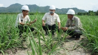 Vietsugar nỗ lực cùng nông dân phát triển vùng nguyên liệu mía