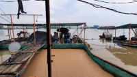 Tiền Giang: Sà lan “khủng” tông chìm 2 bè làm hơn 12 tấn cá thoát ra sông Tiền