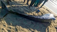 Quảng Nam: Cá heo nặng 200kg trôi dạt vào bờ biển Duy Hải