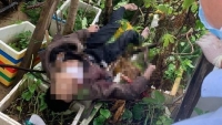Đà Nẵng: Rơi từ tầng 4 xuống vườn rau, nam thanh niên chết thảm