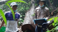 Khởi tố nhân viên Ban quản lý rừng phòng hộ Đạm Bri cầm đầu đường dây khai thác gỗ lậu