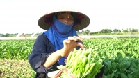 Người trồng rau huyện Mê Linh sẵn sàng hạ giá sản phẩm để chung tay phòng, chống dịch bệnh