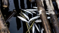 Thanh Hóa: Dừng hoạt động 2 công ty xả thải trái phép khiến cá lồng chết hàng loạt