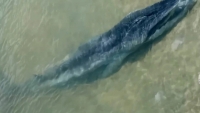 Phát hiện cá voi dài 7m, nặng gần 500kg trôi dạt vào bờ biển