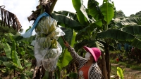 Lào Cai: Chỉ đạo tháo gỡ khó khăn trong xuất khẩu nông sản sang Trung Quốc