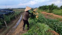 Hà Nội: Nông dân Tây Tựu “ngậm đắng” cắt bỏ hoa vì đại dịch