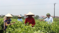 Đánh thức tiềm năng thị trường bất động sản nông nghiệp Việt Nam