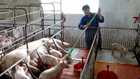 Hà Nội: Đảm bảo mục tiêu tăng đàn lợn lên 1,8 triệu