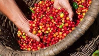 Thị trường nông sản hôm nay 29/4: Giá tiêu, cà phê tiếp tục khởi sắc