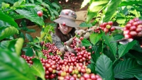 Thị trường giá nông sản hôm nay (1/5): Giá cà phê tăng mạnh, giá tiêu đứng im
