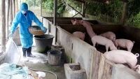 Hà Nội: Quyết liệt phòng chống dịch tả lợn Châu Phi, xử lý nghiêm người đứng đầu nếu để lây lan dịch