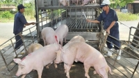 Kiểm soát tốt việc vận chuyển, tránh lây lan dịch tả lợn châu Phi trên diện rộng