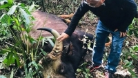 Đồng Nai: Làm rõ nguyên nhân bò tót nặng 800 kg chết trong khu bảo tồn