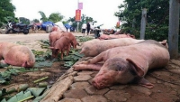 Nguy cơ dịch tả lợn Châu Phi bùng phát trở lại ở nhiều địa phương