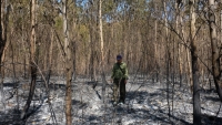 Khánh Hòa: Gần 100ha rừng trồng bốc cháy dữ dội