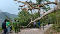 Bình Định: Trú mưa dưới gốc cây, 3 phụ nữ bị sét đánh tử vong