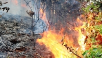 Hải Phòng: 300 người tham gia dập lửa 2 vụ cháy rừng trong 1 ngày