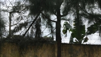 Hải Dương: Bị điện giật khi chặt cây tại trường, học sinh lớp 9 tử vong