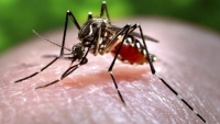 Dấu hiệu nhận biết và cách phòng bệnh do Virus Zika