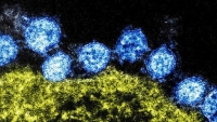 Các nhà khoa học Nhật Bản tìm ra con đường lây nhiễm virus Corona