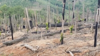 Thanh tra Chính phủ: Điểm mặt hàng loạt sai phạm về quản lý, sử dụng đất rừng tại Đắk Nông