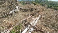 Thanh tra Chính phủ yêu cầu công an điều tra sai phạm trong quản lý, bảo vệ rừng tại Đắk Nông