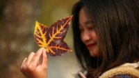 Ngỡ ngàng hàng phong lá đỏ đẹp mê hồn khiến giới trẻ thích thú check-in mùa thay lá