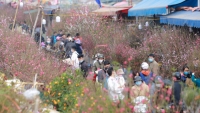 Nhộn nhịp chợ hoa Quảng Bá vào ngày Chủ nhật cuối cùng của năm Canh Tý