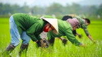 Nghệ An: Bà con nông dân ra ruộng cấy lúa ngày đầu năm mới