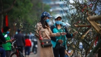 Hà Nội: Hoa lê rừng xuống phố giá gần chục triệu đồng vẫn tấp nập người hỏi mua