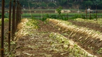 Hà Nội: Củ cải, cà chua ế ẩm nằm la liệt khắp đồng không ai thu hoạch