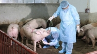 Đề xuất hỗ trợ 80% giá thị trường đối với lợn bị tiêu huỷ do dịch tả lợn Châu Phi