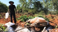 Quảng Ngãi: Hàng nghìn trâu bò mắc dịch lở mồm long móng