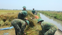 Thừa Thiên Huế: Bộ đội, công an giúp dân thu hoạch lúa ngập úng