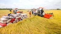 Thủ tướng: Xuất khẩu gạo phải có kiểm soát để bảo đảm an ninh lương thực