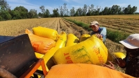 Bộ Công Thương kiến nghị cho xuất khẩu gạo nếp không tính vào hạn ngạch