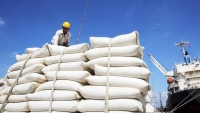 Bộ Công Thương kiến nghị xuất khẩu gạo trở lại bình thường kể từ ngày 1/5/2020