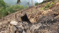 Thanh Hoá: Báo động tình trạng đốt, phá rừng trái phép tại huyện Bá Thước!