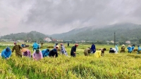 Người dân Hà Tĩnh hối hả thu hoạch lúa trong lũ