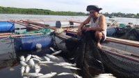 Gần 100 tấn cá nuôi lồng bè chết trắng chưa rõ nguyên nhân tại Hà Tĩnh