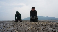 Mưa lũ kéo dài, gần 80 ha ngao nuôi chết trắng vùng ven cửa biển Hà Tĩnh