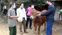 Hà Tĩnh: Hơn 1.660 con trâu bò bị bệnh viêm da nổi cục