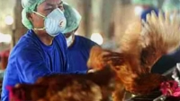 Phát hiện 7 người mắc cúm gia cầm H5N8, Tổ chức Y tế thế giới ra cảnh báo
