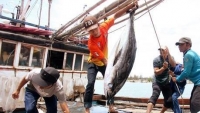 Khắc phục các tồn tại, hạn chế trong chống khai thác hải sản bất hợp pháp