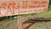 Thanh Hoá: “Trẩy hội măng” trong rừng phòng hộ