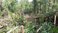 Điều tra việc hơn 4000 cây keo trên 2 năm tuổi bị kẻ xấu chặt phá ở Quảng Nam